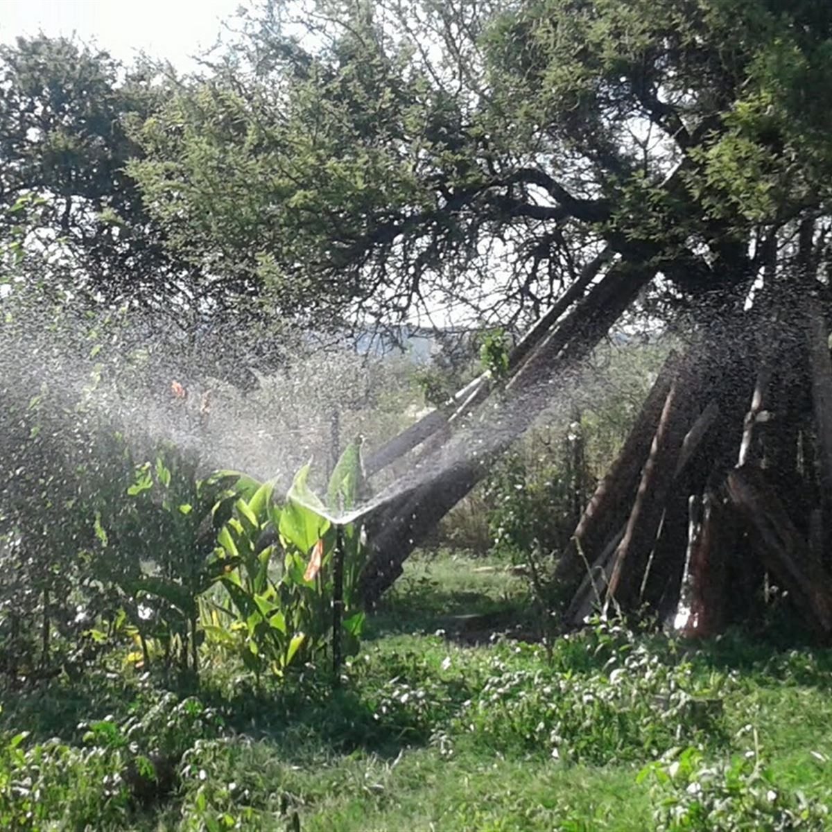 Aspersión en monte de espinillos - InfoGuia Traslasierra - Aspersor elevado para cubrir un 20 % más de superficie de regado