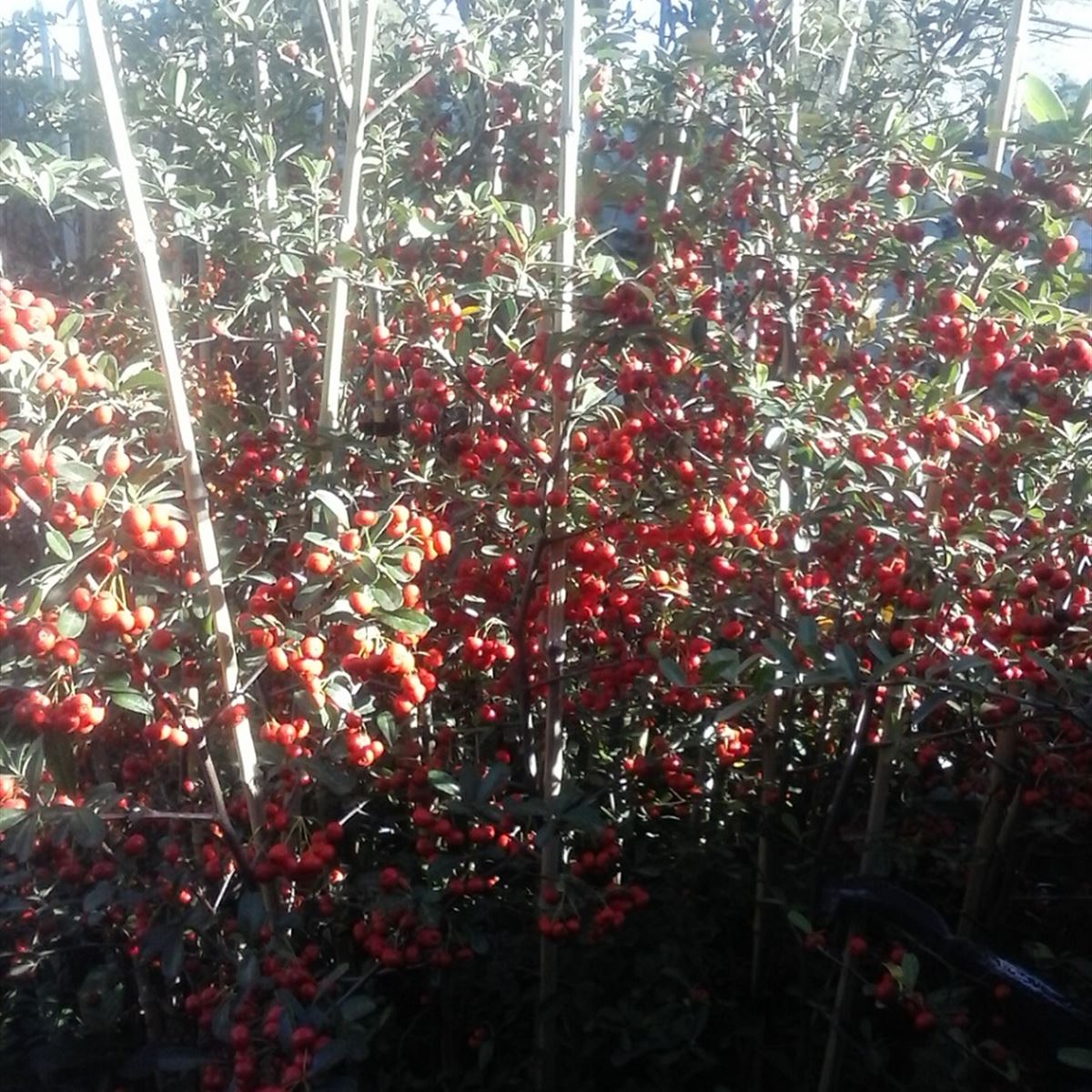 Goteo Automatizado en cerco vivo de Crataegus - InfoGuia Traslasierra - Crataegus, especie arbustiva, espinosa, compacta y muy adaptable al suelo de Traslasierra