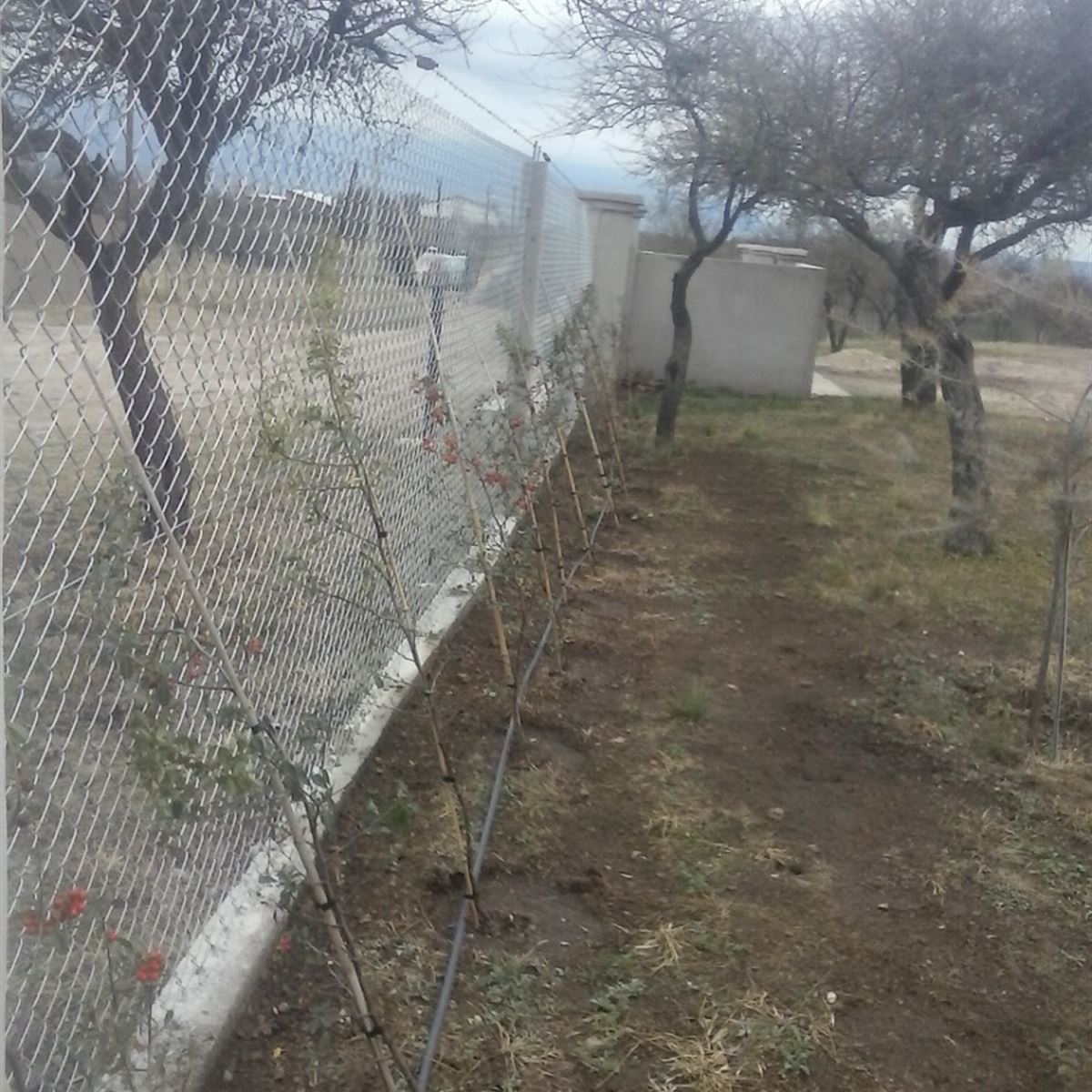 Goteo Automatizado en cerco vivo de Crataegus - InfoGuia Traslasierra - Los goteros que se hán utilizado en este trabajo, son autocompensados
