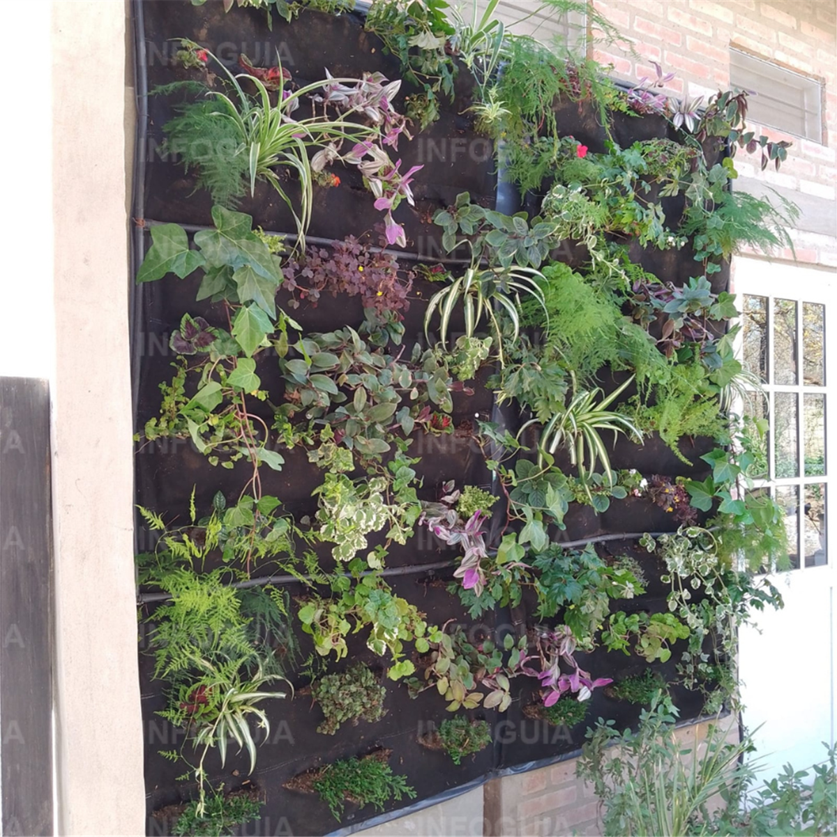 Jardines verticales - InfoGuia Traslasierra - Variedad de especies