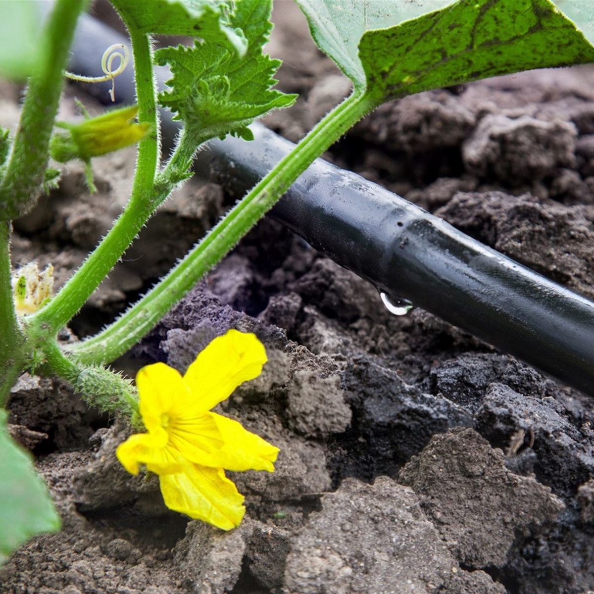 Goteo Agrícola - InfoGuia Traslasierra - Goteo localizado en cultivo bajo invernadero