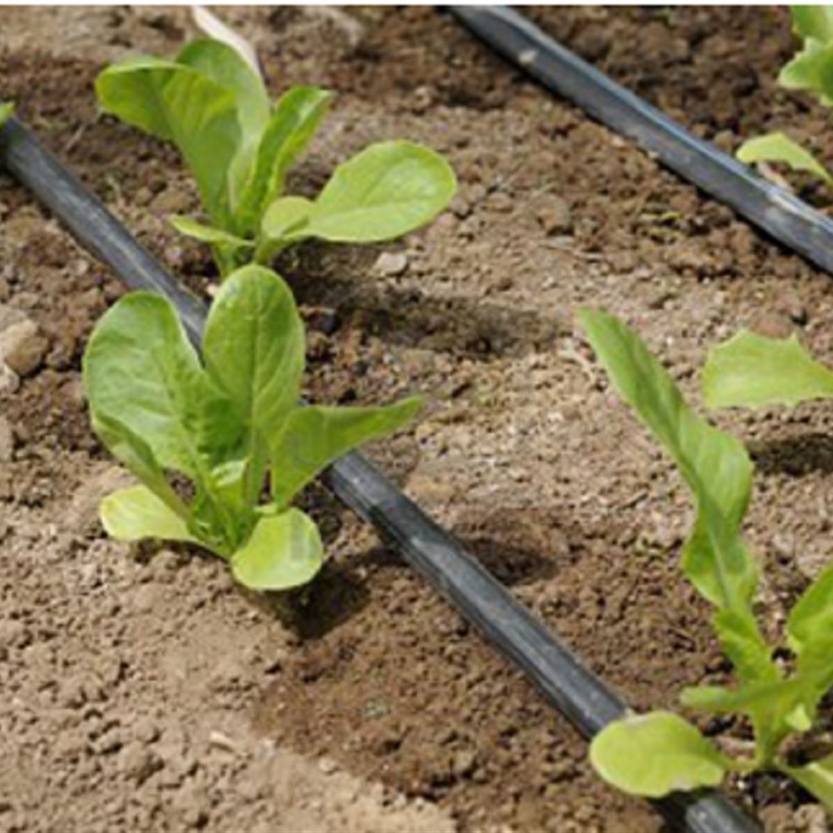 Goteo Agrícola - InfoGuia Traslasierra - Riego en cultivo por goteo localizado