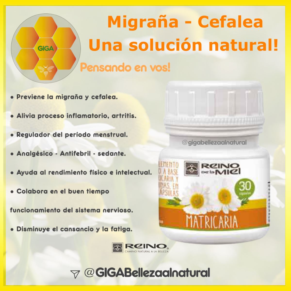 Matricaria - InfoGuia Traslasierra - Matricaria para dolores de cabeza y migraña